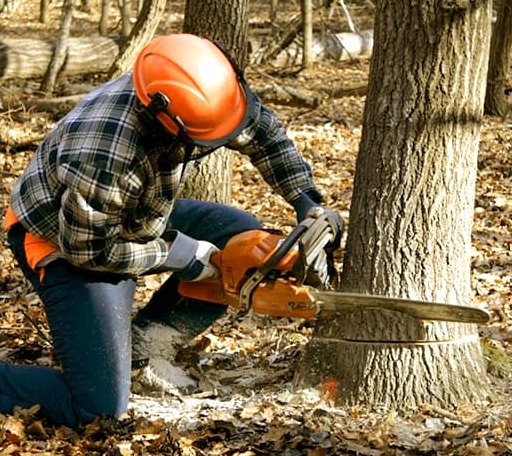 Tree Removal in Pottsville, PA